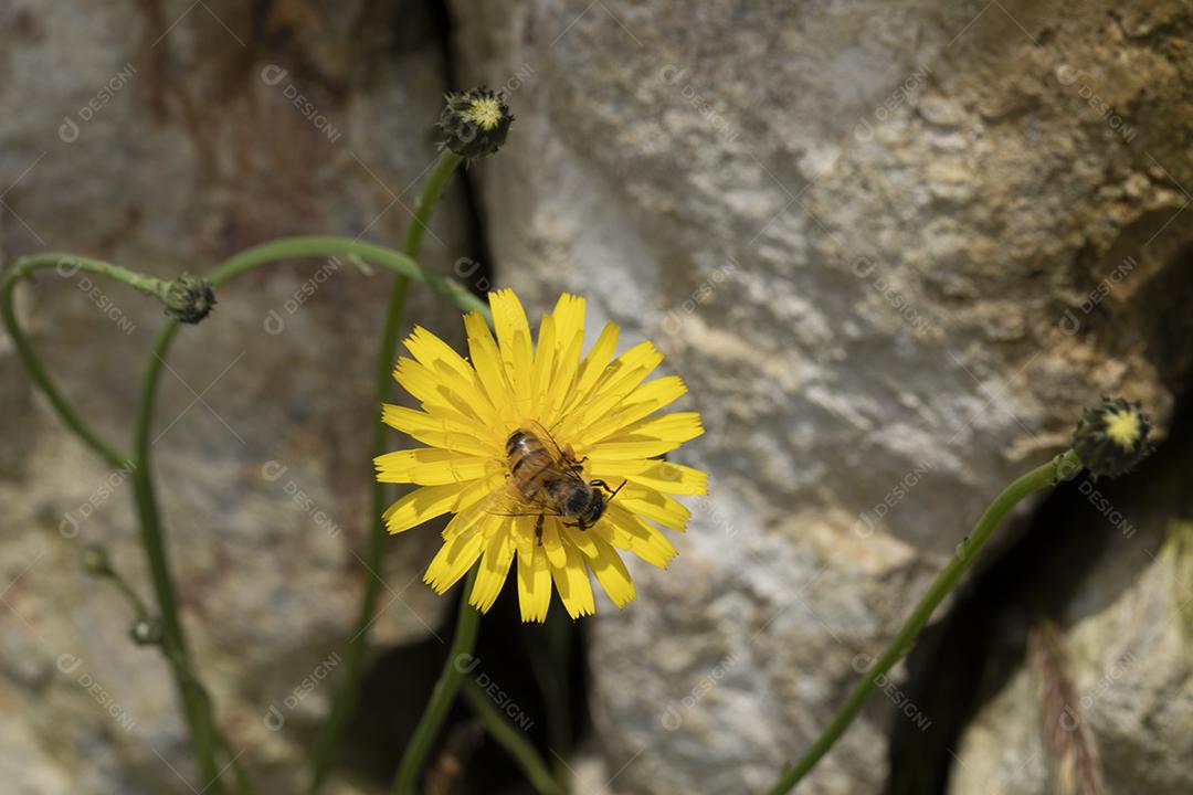 Inseto abelha flor amarela floresta Imagem JPG