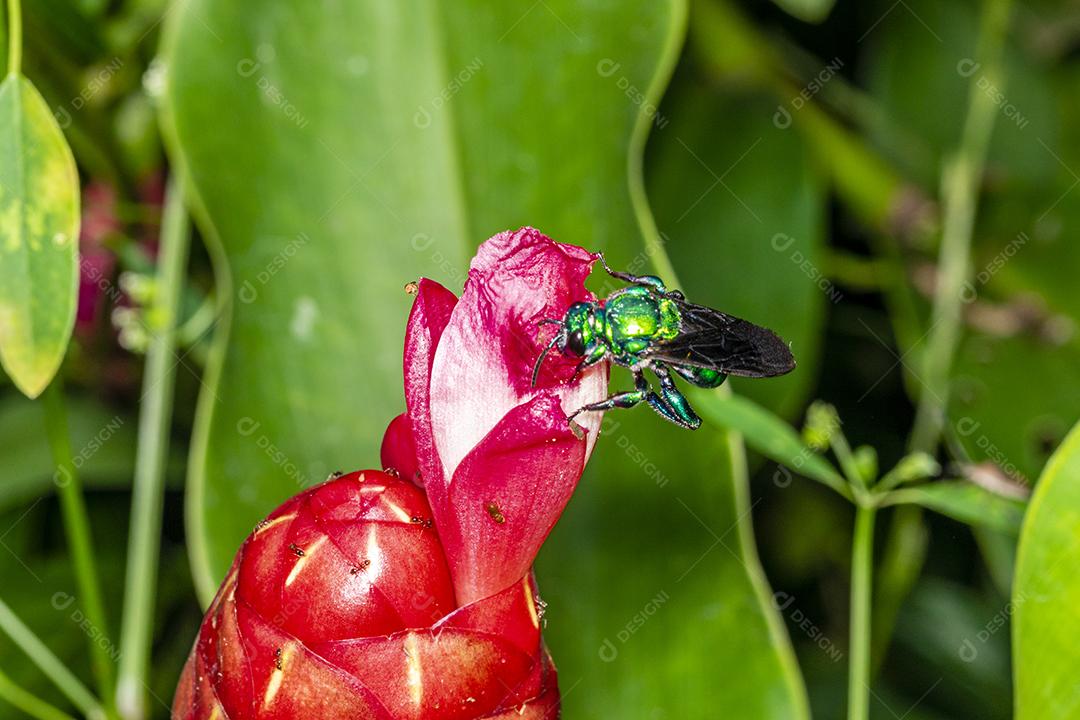 Fotos Abelha de orquídea colorida ou Exaerete em uma flor tropical vermelha Fauna incrível