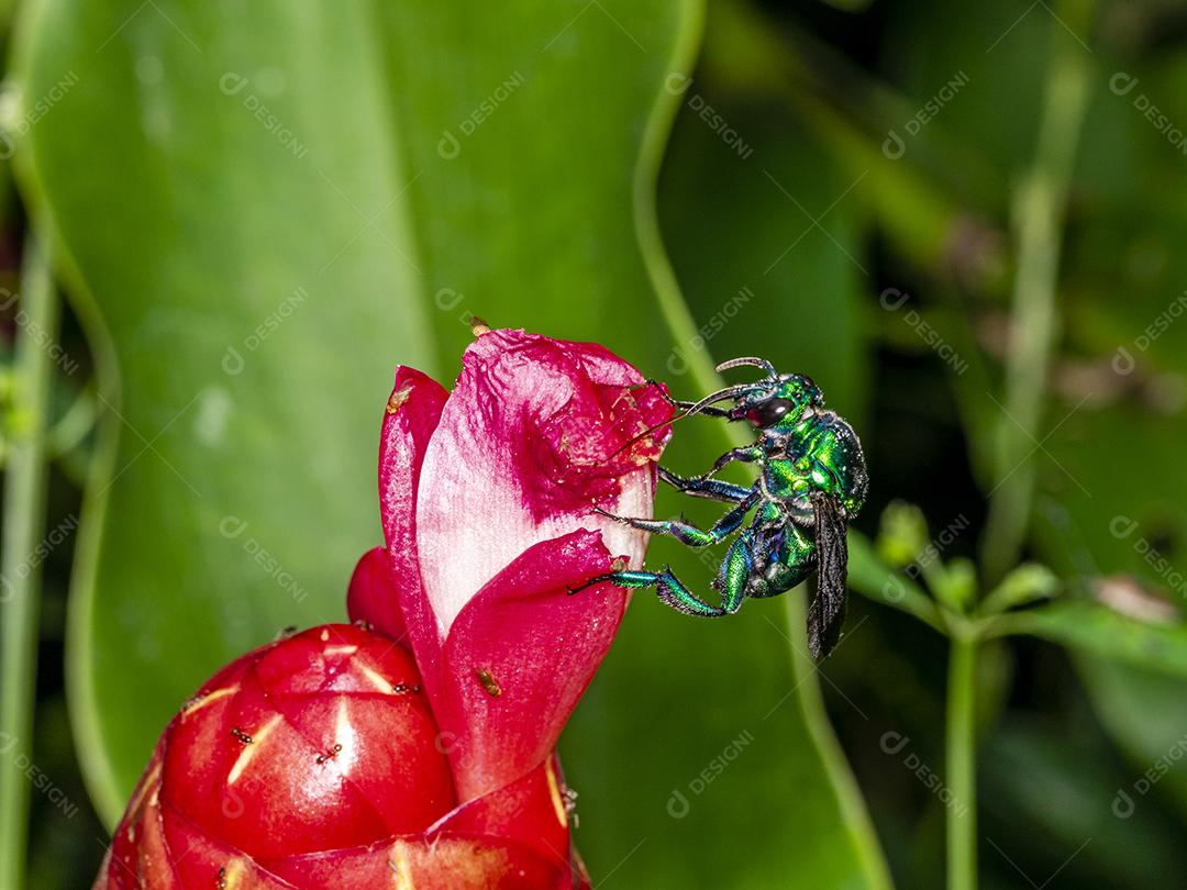 Fotos Abelha de orquídea colorida ou Exaerete em uma flor tropical vermelha Fauna incrível