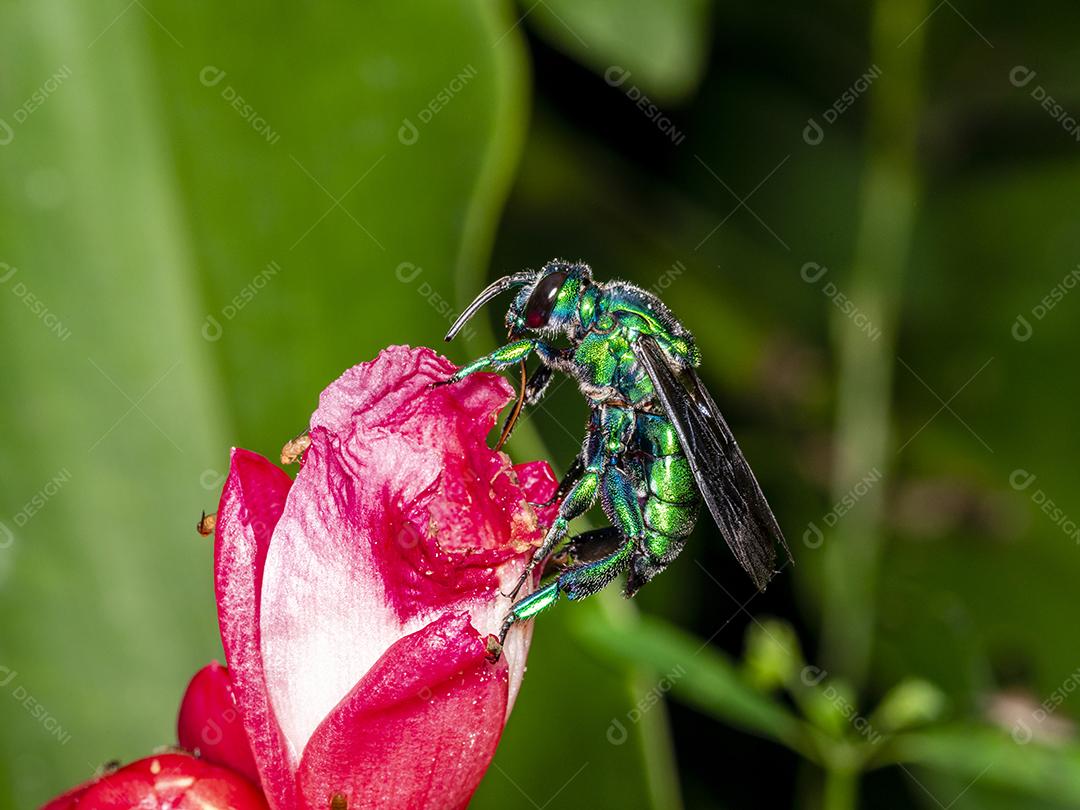 Fotos Abelha de orquídea colorida ou Exaerete em uma flor tropical vermelha Fauna incrível