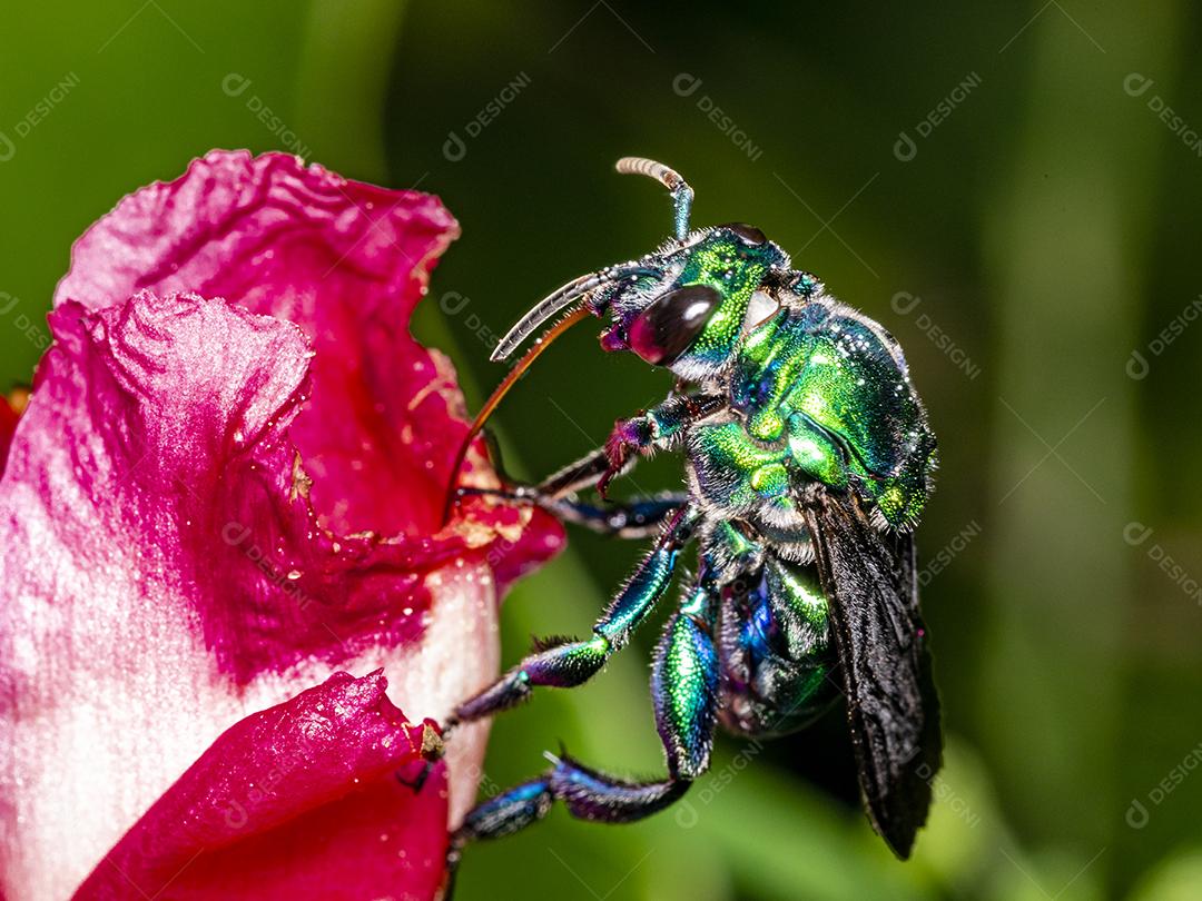 Fotos Abelha de orquídea colorida ou Exaerete em uma flor tropical vermelha Fauna incrível