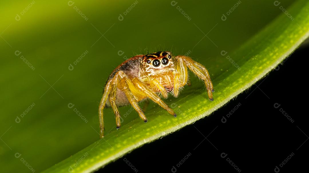 Pequena aranha saltadora na folha verde Imagem JPG