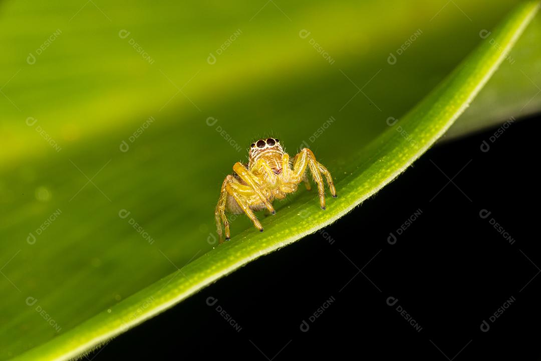 Pequena aranha saltadora na folha verde Imagem JPG