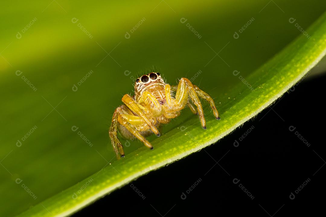 Pequena aranha saltadora na folha verde Imagem JPG