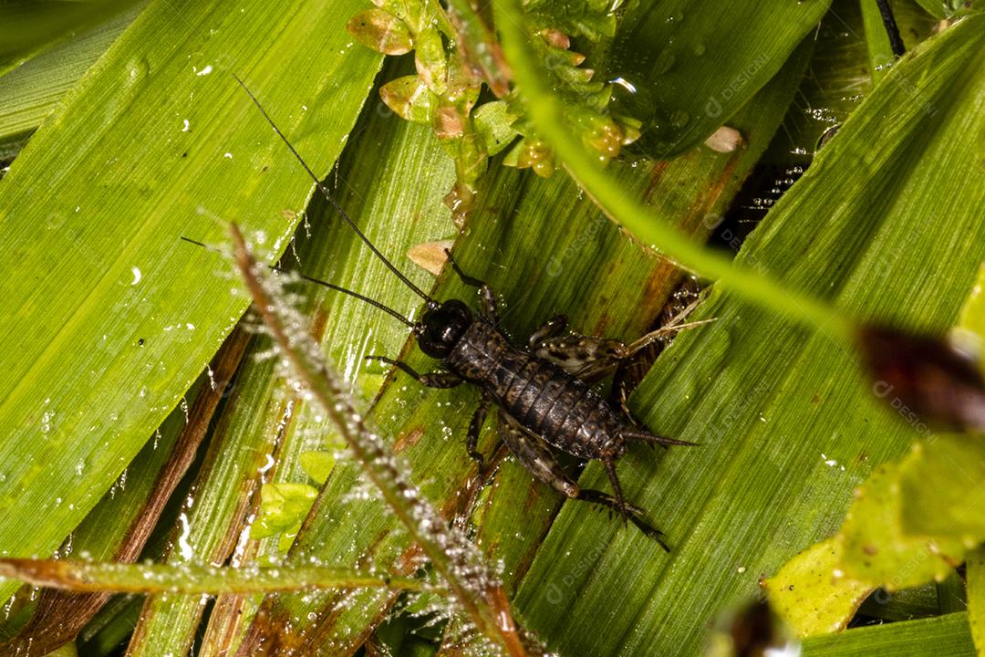 Fotografia macro de um grilo na grama Imagem JPG