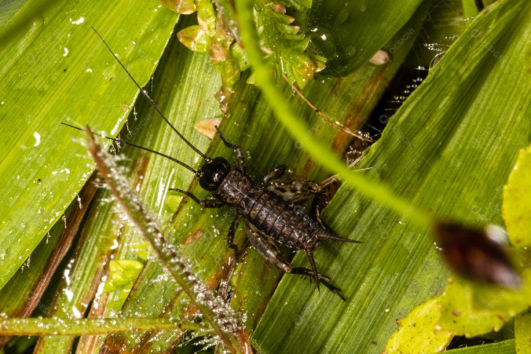 Fotografia macro de um grilo na grama Imagem JPG