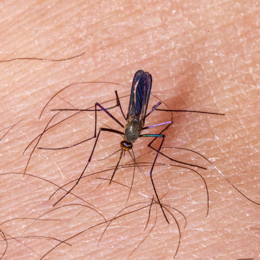 Braço humano de mosquito, praga Imagem JPG