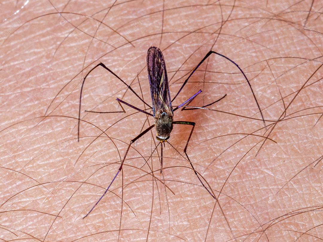 Braço humano de mosquito, praga Imagem JPG