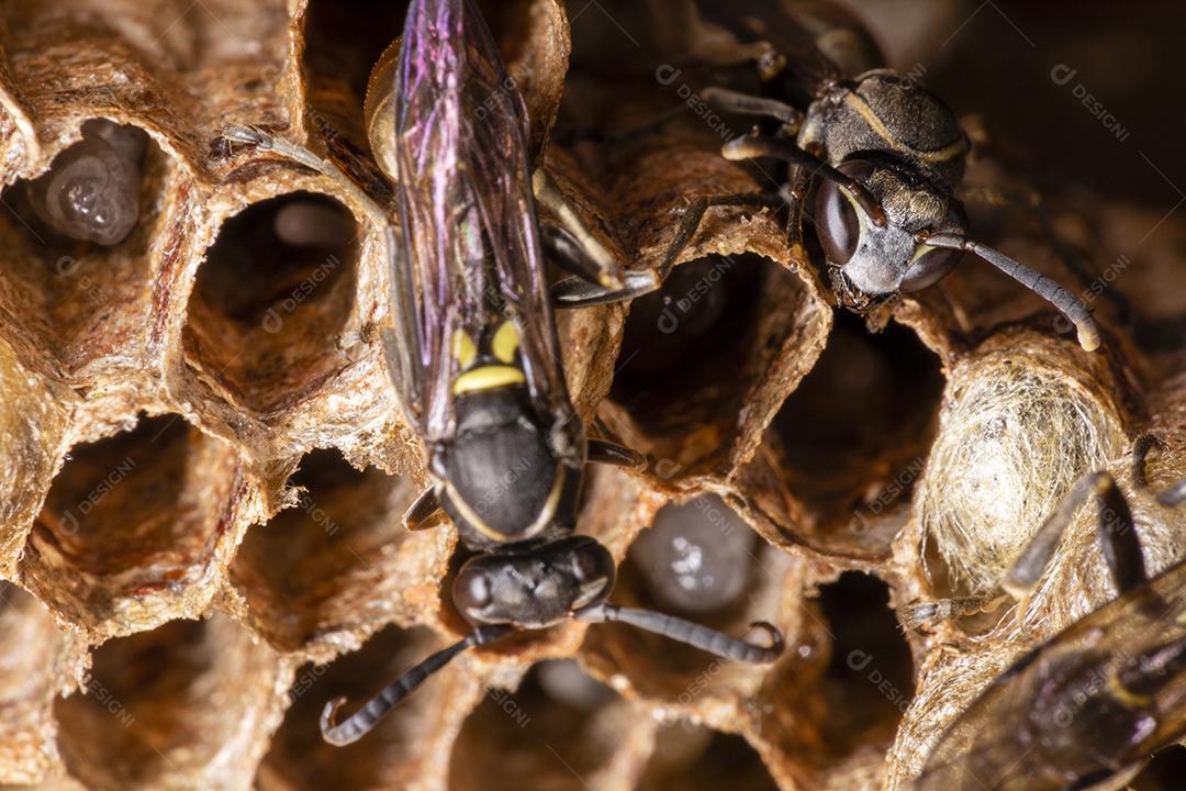 Polybia paulista wasp nest, bee Image JPG