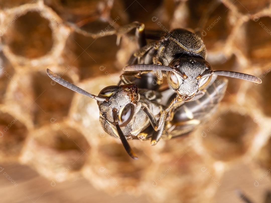 Ninho de vespas Polybia paulista, abelha Imagem JPG