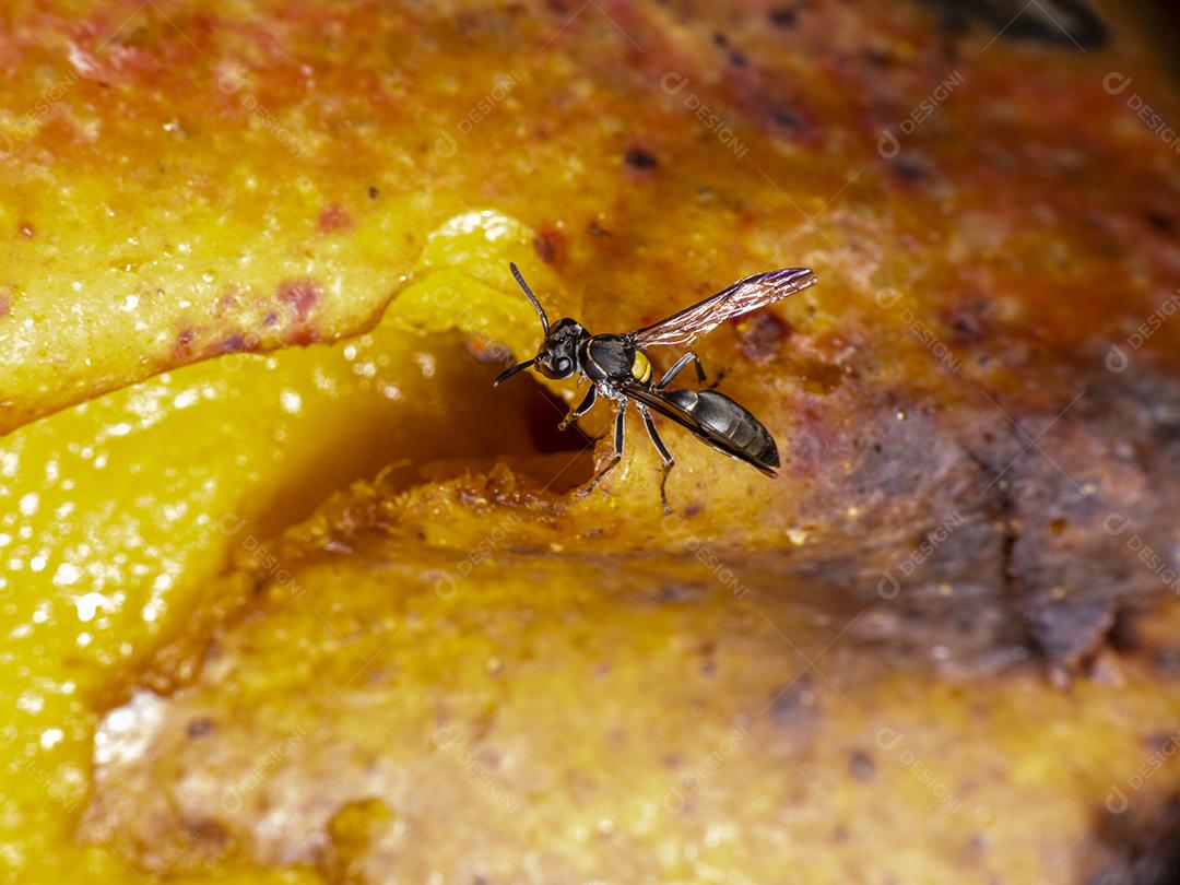 Vespa Polybia paulista comendo manga Imagem JPG