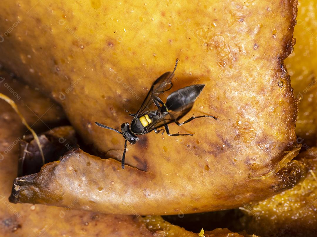 Vespa Polybia paulista comendo manga Imagem JPG