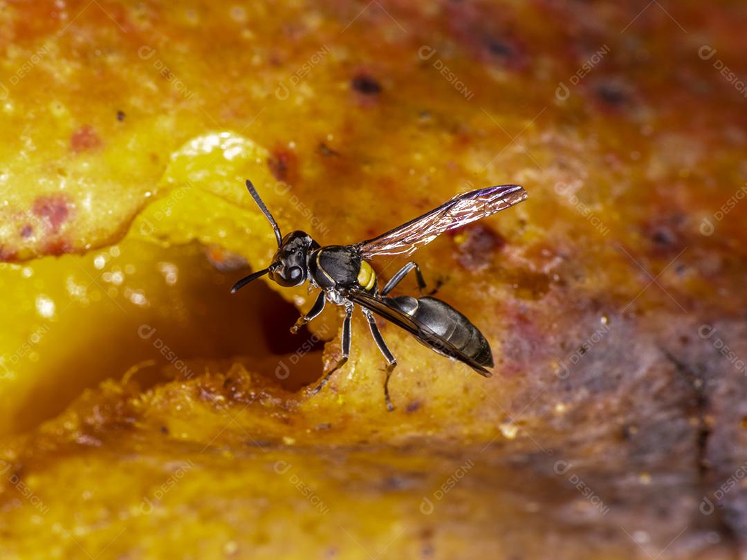 Vespa Polybia paulista comendo manga Imagem JPG