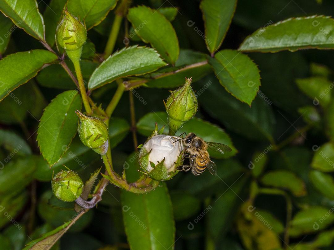 Abelha Europa (Apis mellifera) em Rosebud Imagem JPG