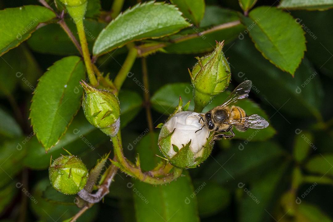 Abelha Europa (Apis mellifera) em Rosebud Imagem JPG