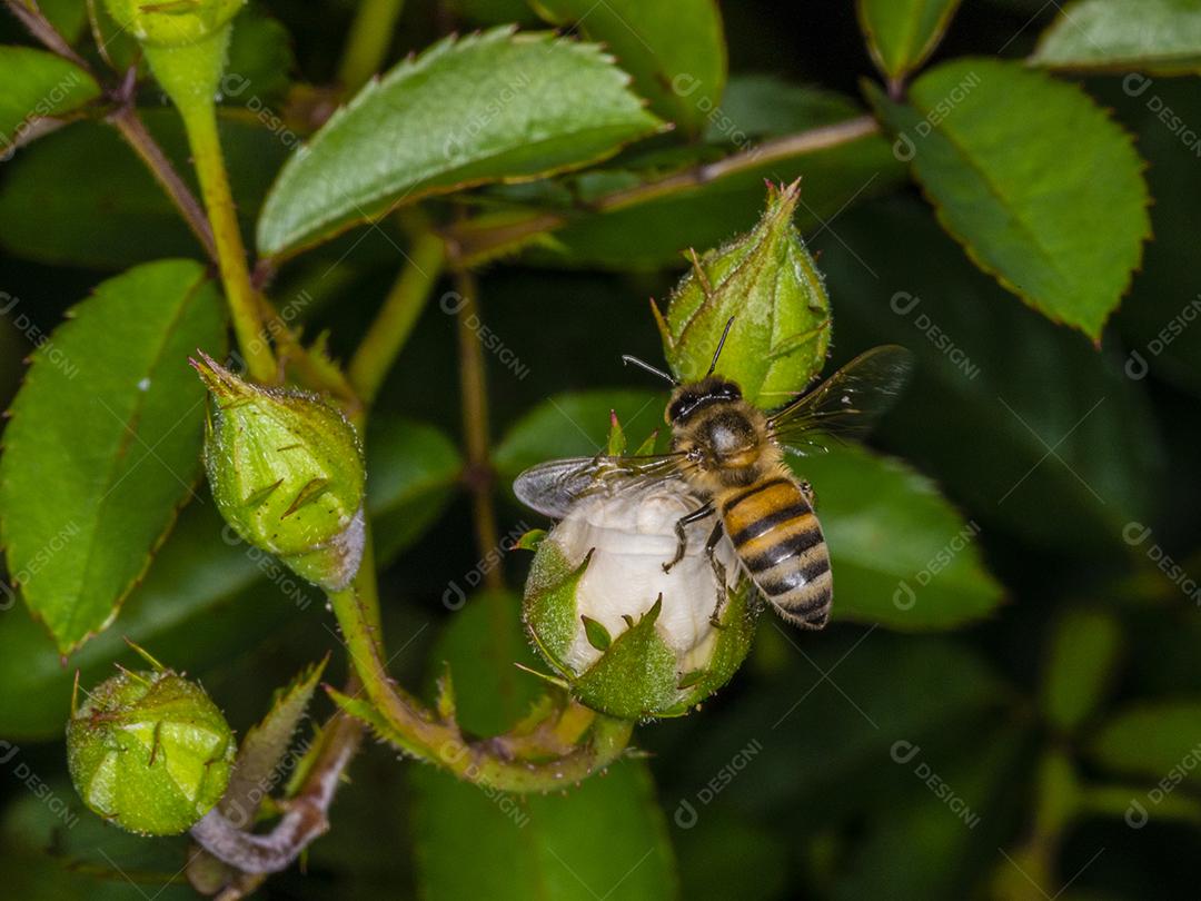 Abelha Europa (Apis mellifera) em Rosebud Imagem JPG
