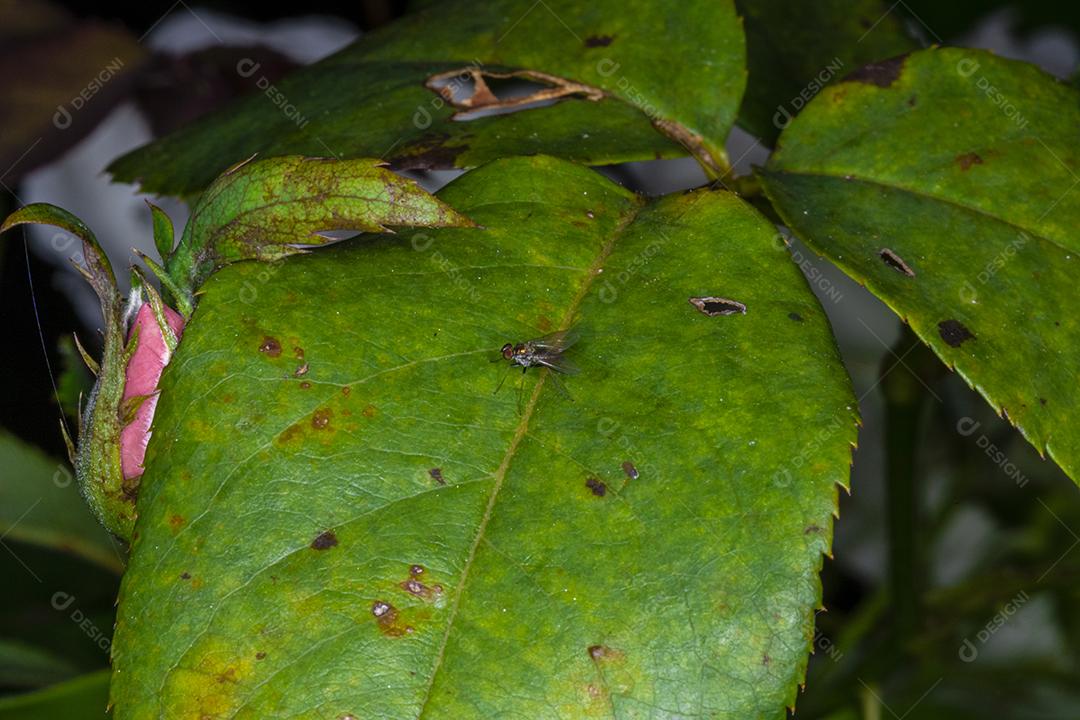 Inseto mosca folha verde arvore Imagem JPG