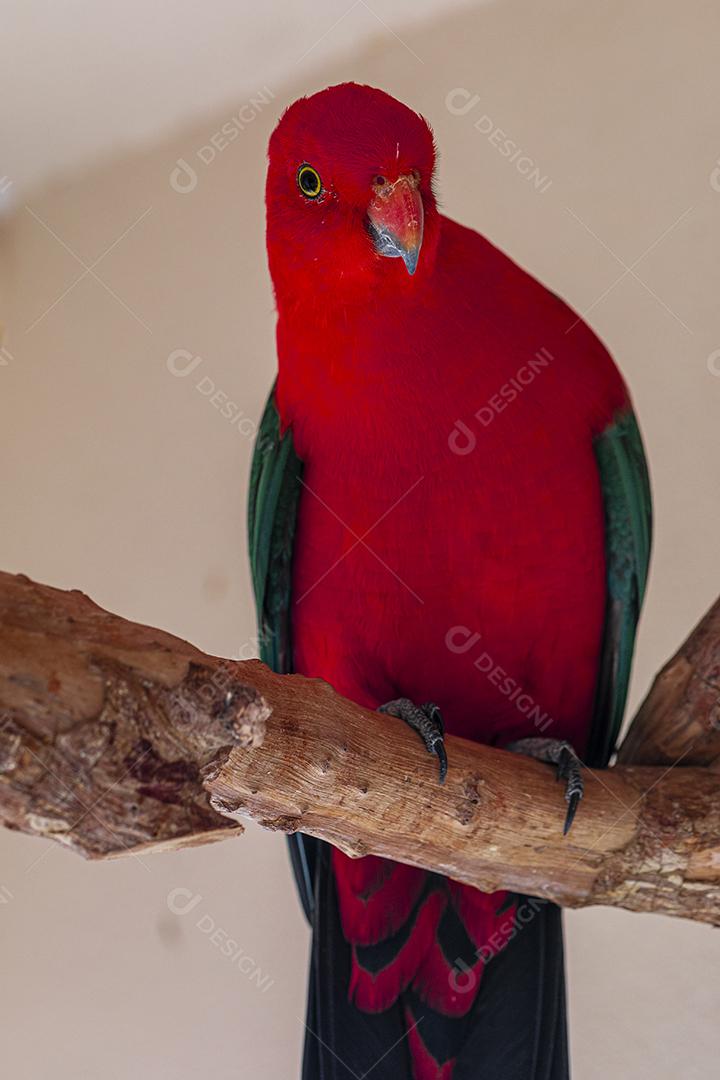 O papagaio de asas vermelhas (Aprosmictus erythropterus) é um papagaio Imagem JPG