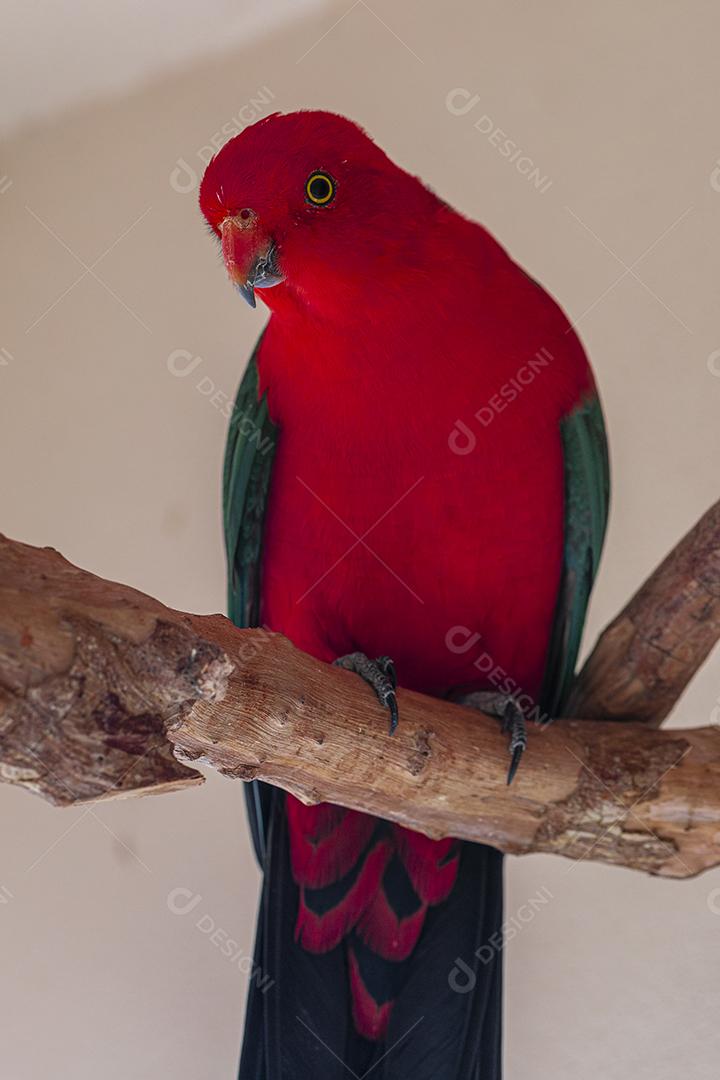 O papagaio de asas vermelhas (Aprosmictus erythropterus) é um papagaio Imagem JPG