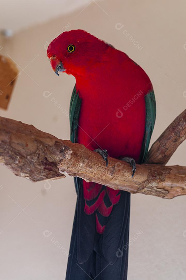 O papagaio de asas vermelhas (Aprosmictus erythropterus) é um papagaio Imagem JPG