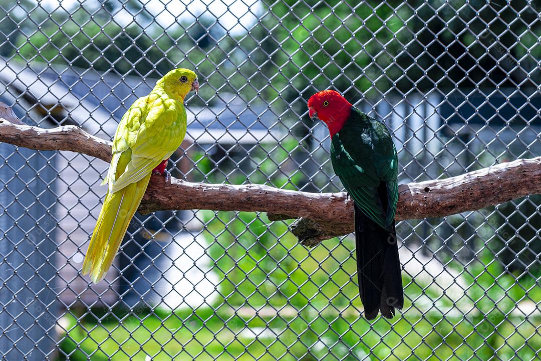 O papagaio de asas vermelhas (Aprosmictus erythropterus) é um papagaio Imagem JPG