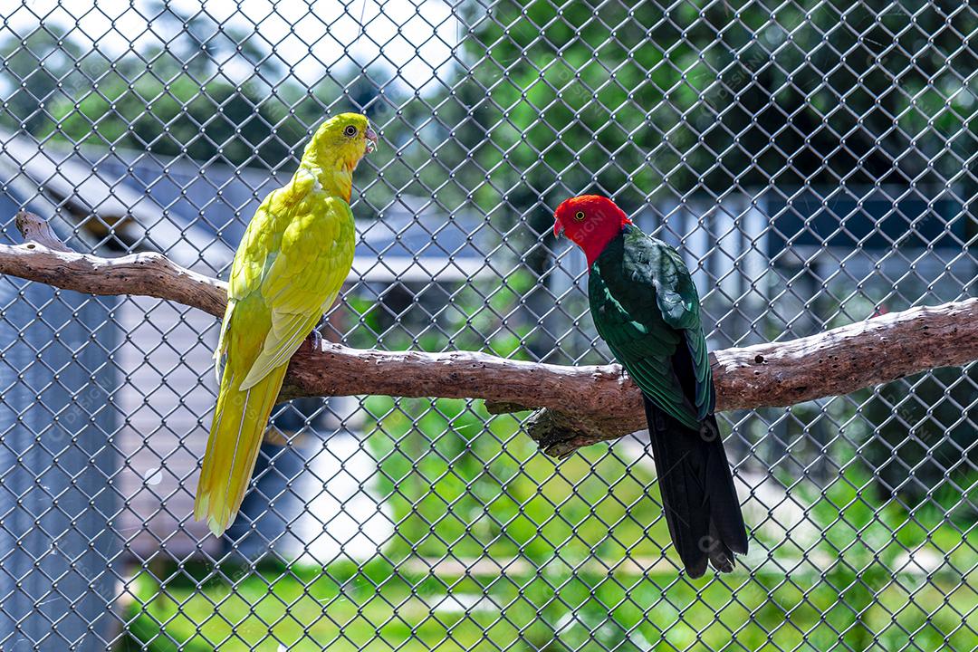 O papagaio de asas vermelhas (Aprosmictus erythropterus) é um papagaio Imagem JPG