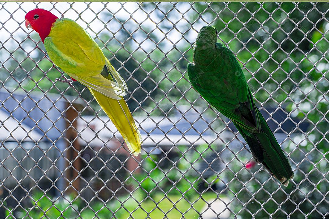 O papagaio de asas vermelhas (Aprosmictus erythropterus) é um papagaio Imagem JPG