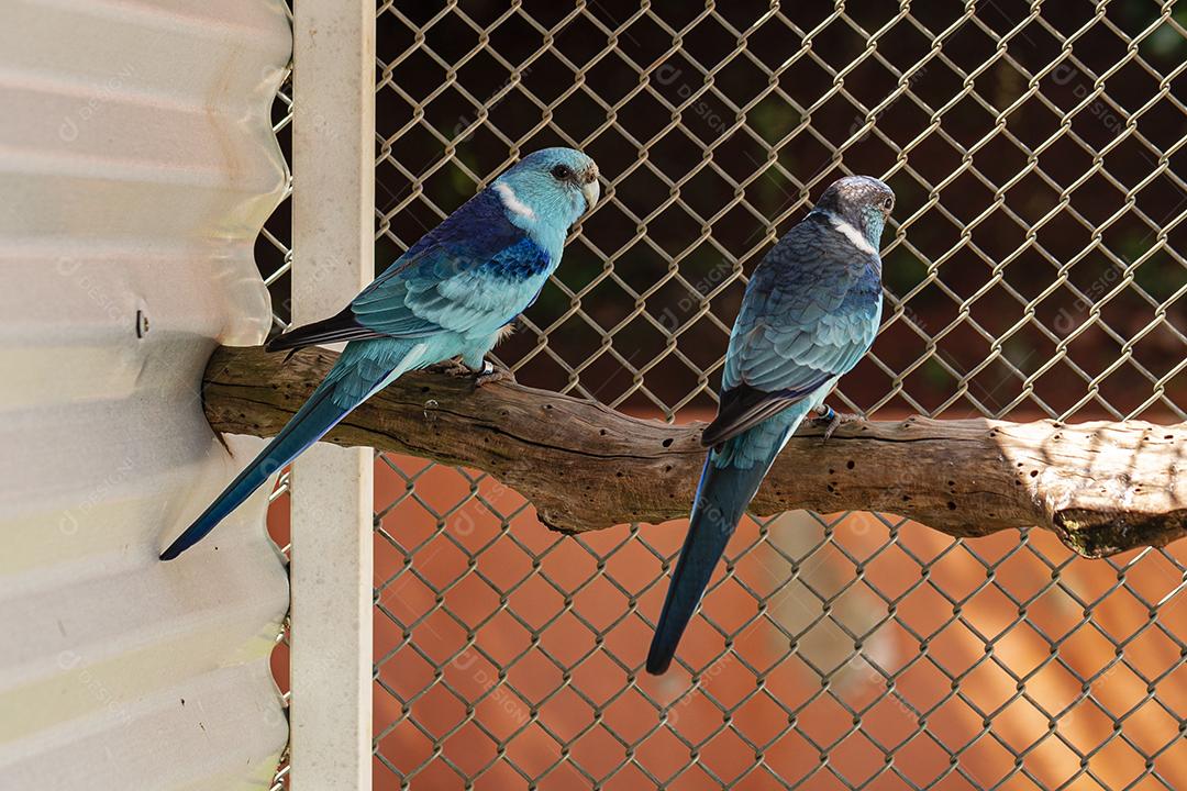 Fotos A espécie de papagaio de cauda larga Barnardius zonarius  uma ave nativa da Austrália.