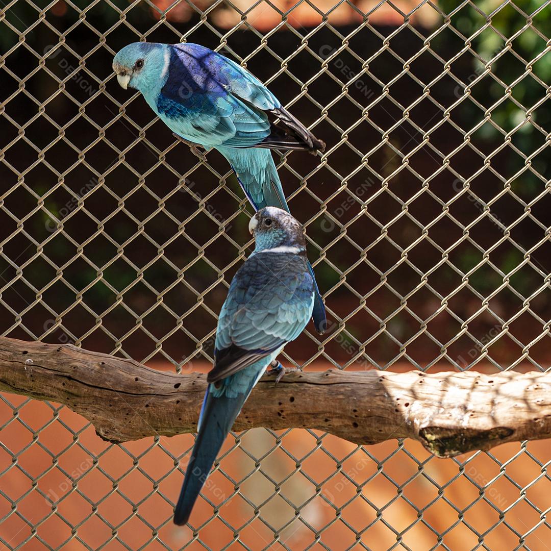Fotos A espécie de papagaio de cauda larga Barnardius zonarius  uma ave nativa da Austrália.