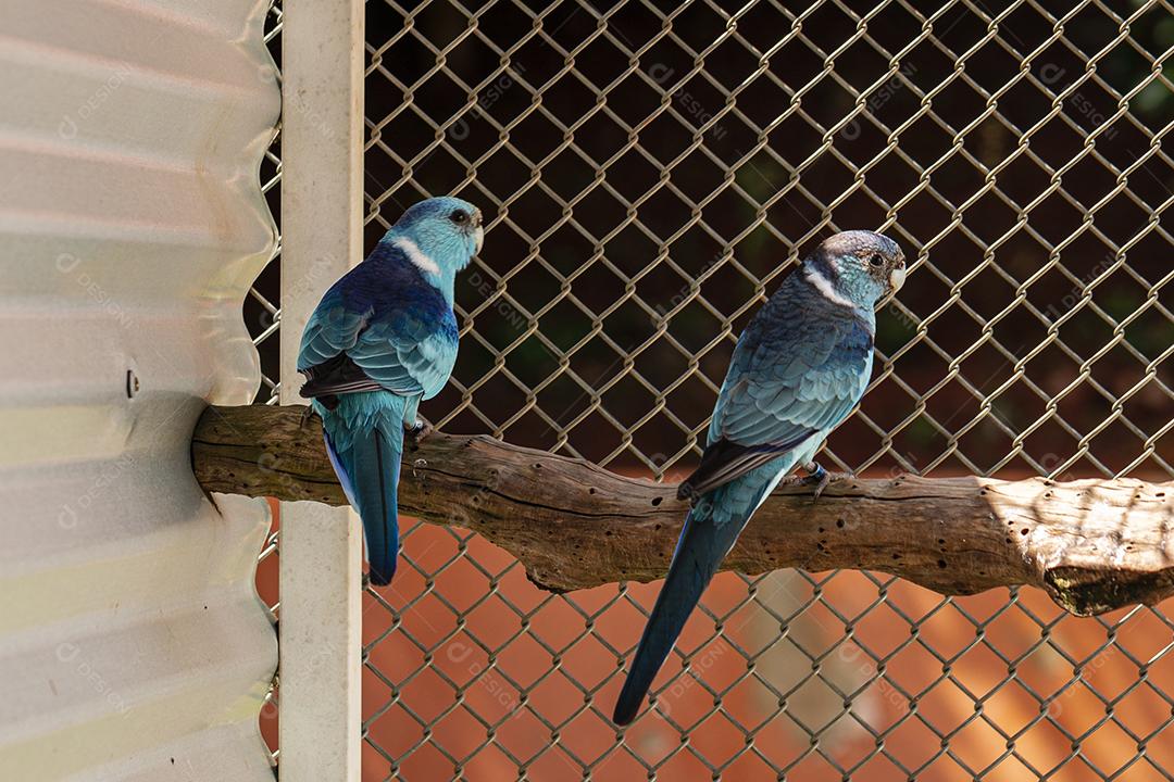 Fotos A espécie de papagaio de cauda larga Barnardius zonarius  uma ave nativa da Austrália.