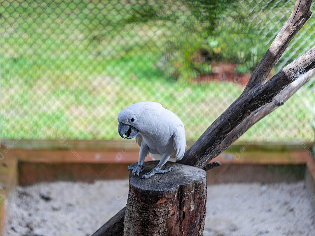 A cacatua branca (Cacatua alba), também conhecida como cacatua guarda-chuva Imagem JPG