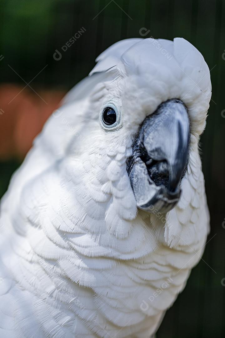 A cacatua branca (Cacatua alba), também conhecida como cacatua guarda-chuva Imagem JPG