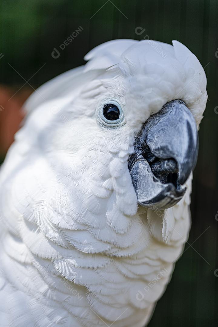 A cacatua branca (Cacatua alba), também conhecida como cacatua guarda-chuva Imagem JPG