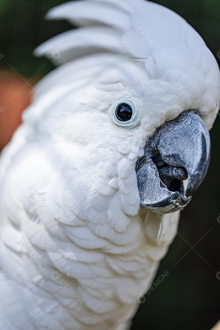 A cacatua branca (Cacatua alba), também conhecida como cacatua guarda-chuva Imagem JPG