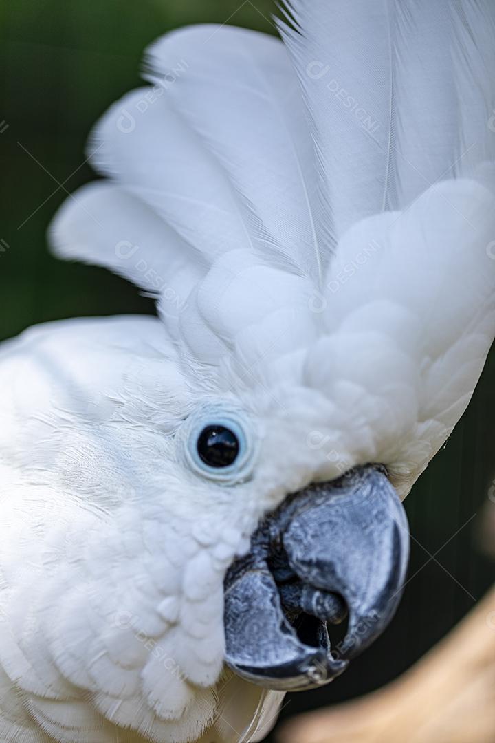 A cacatua branca (Cacatua alba), também conhecida como cacatua guarda-chuva Imagem JPG