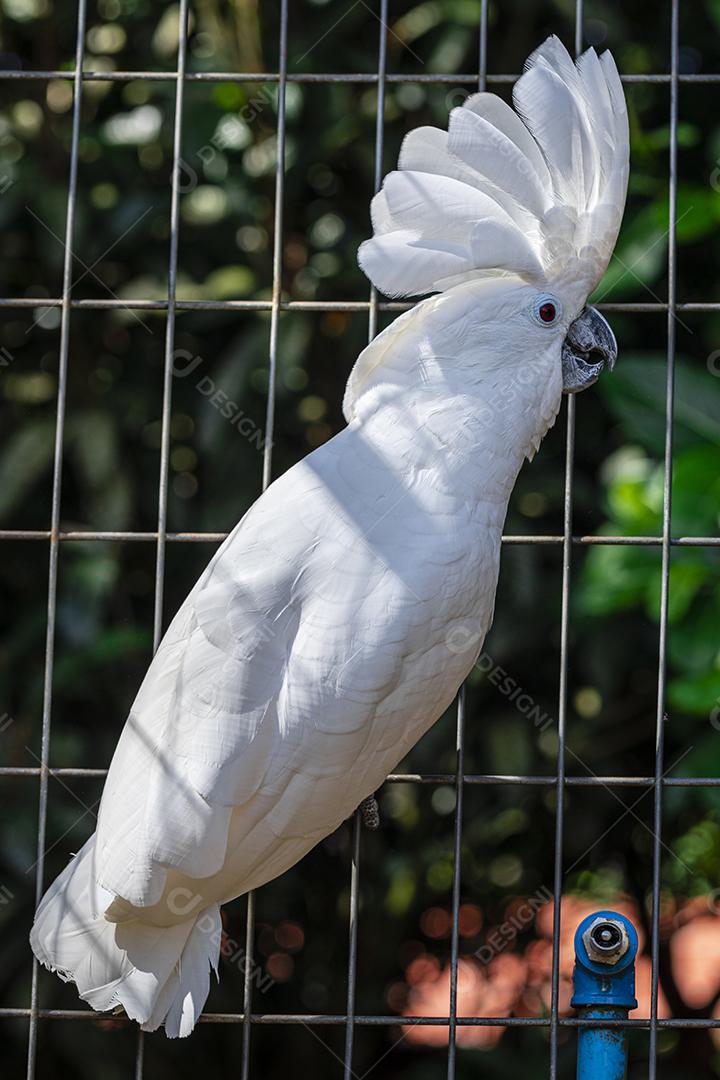 A cacatua branca (Cacatua alba), também conhecida como cacatua guarda-chuva Imagem JPG