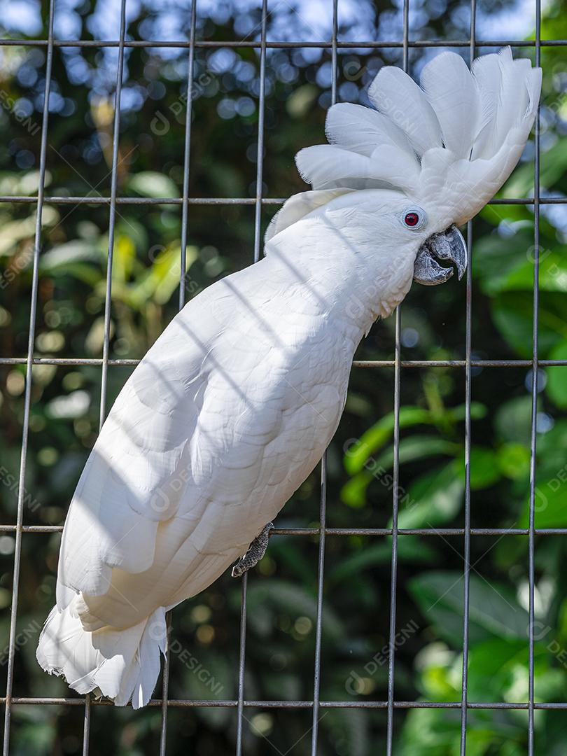 A cacatua branca (Cacatua alba), também conhecida como cacatua guarda-chuva Imagem JPG