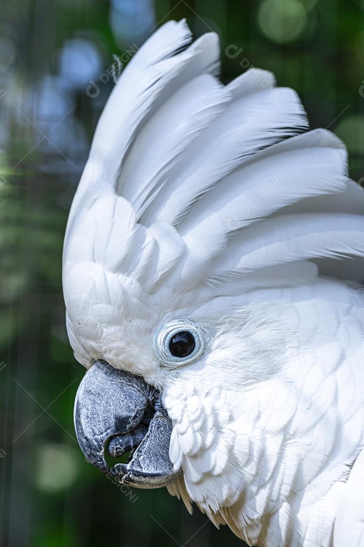 A cacatua branca (Cacatua alba), também conhecida como cacatua guarda-chuva Imagem JPG
