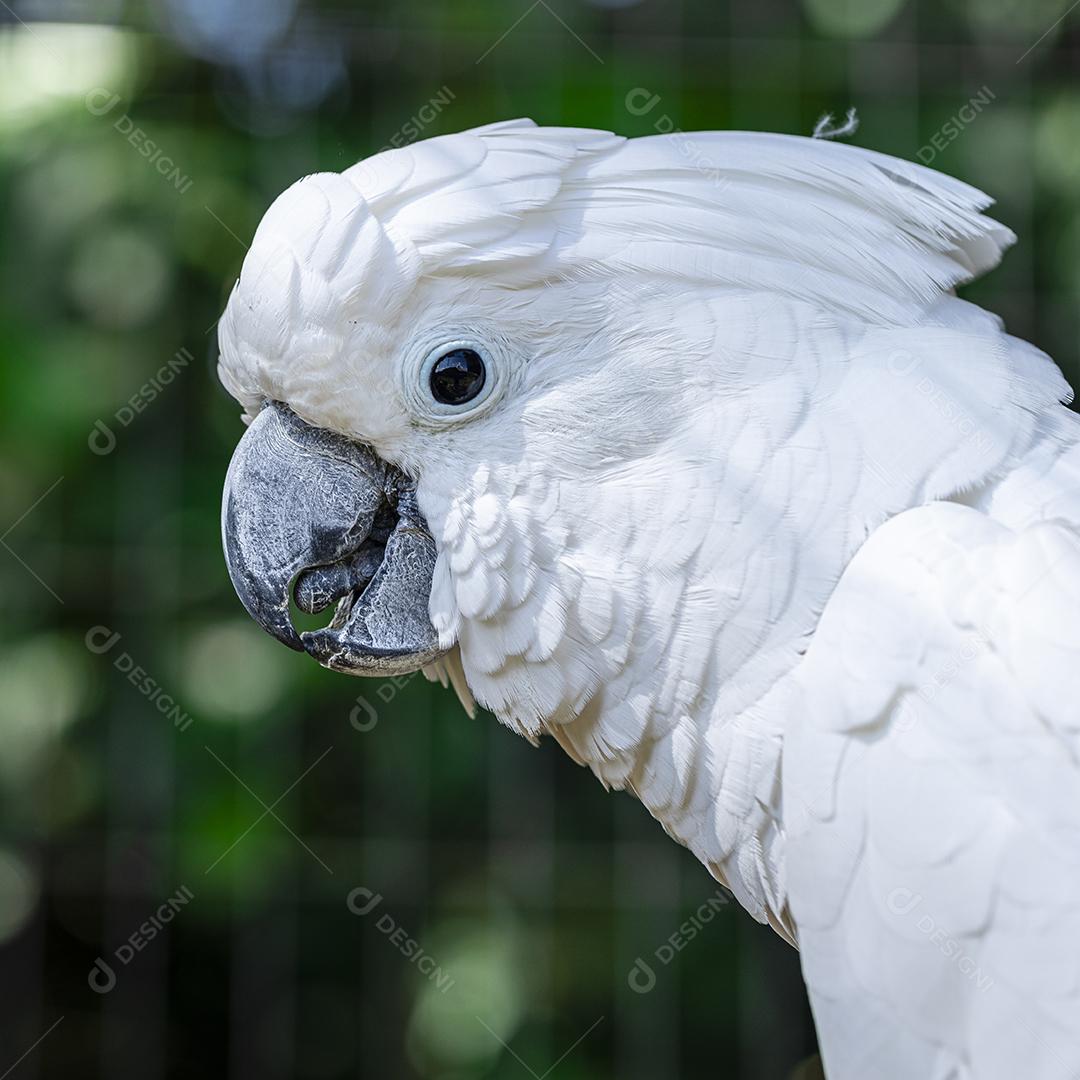 A cacatua branca (Cacatua alba), também conhecida como cacatua guarda-chuva Imagem JPG