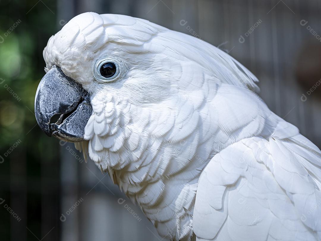 A cacatua branca (Cacatua alba), também conhecida como cacatua guarda-chuva Imagem JPG