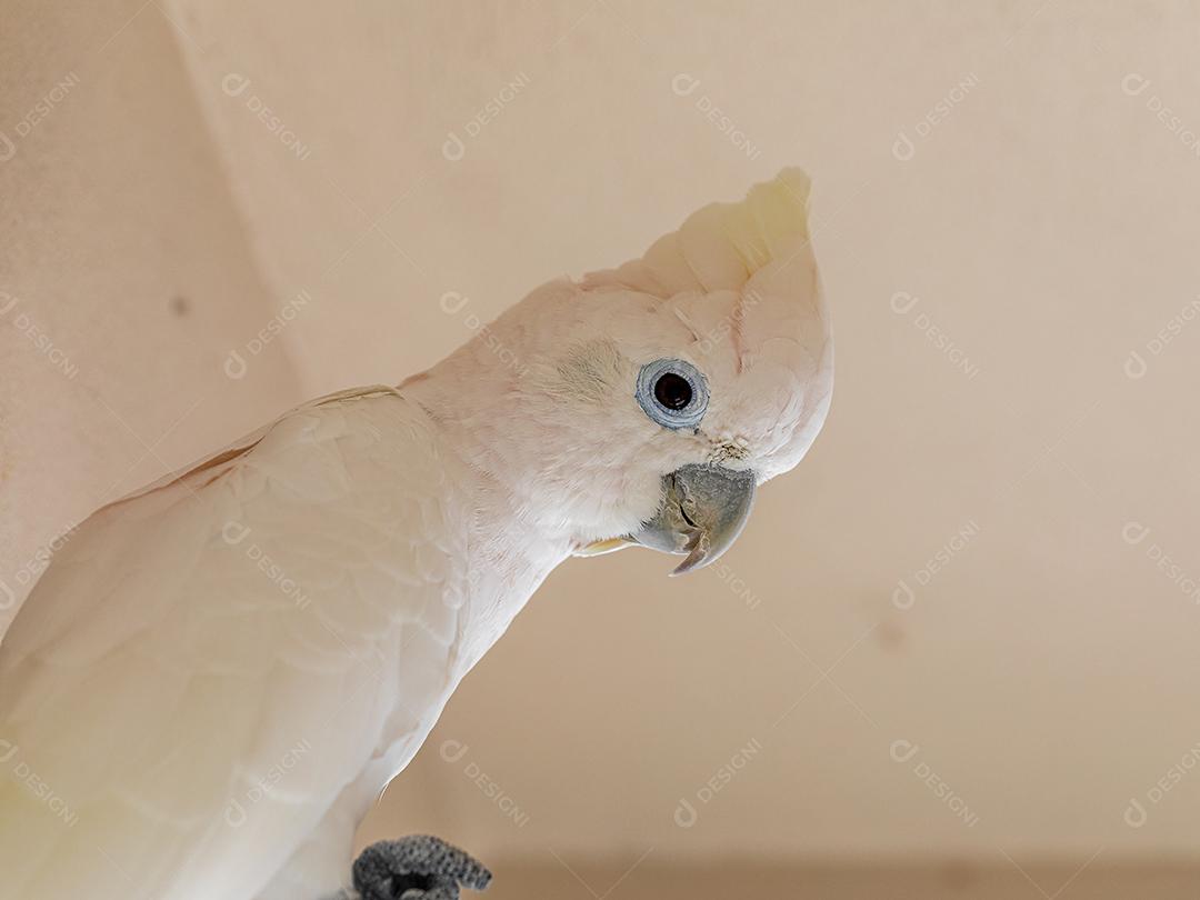 A cacatua branca (Cacatua alba), também conhecida como cacatua guarda-chuva Imagem JPG