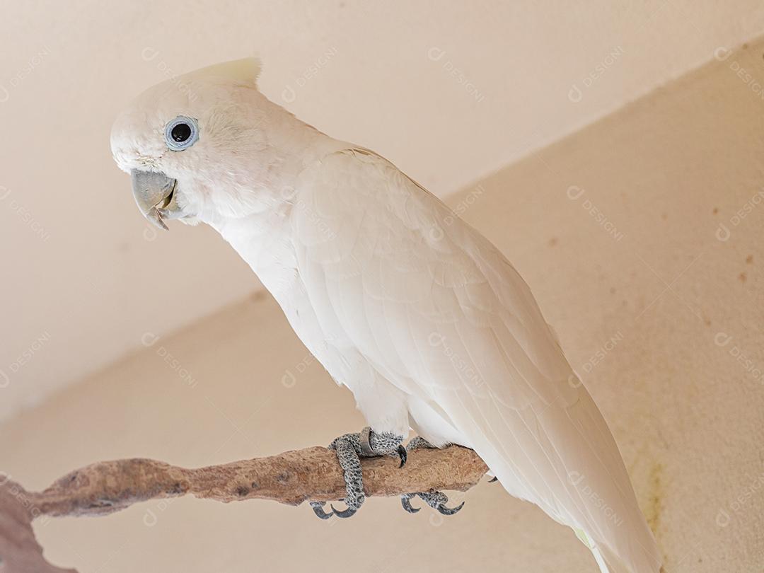 A cacatua branca (Cacatua alba), também conhecida como cacatua guarda-chuva Imagem JPG