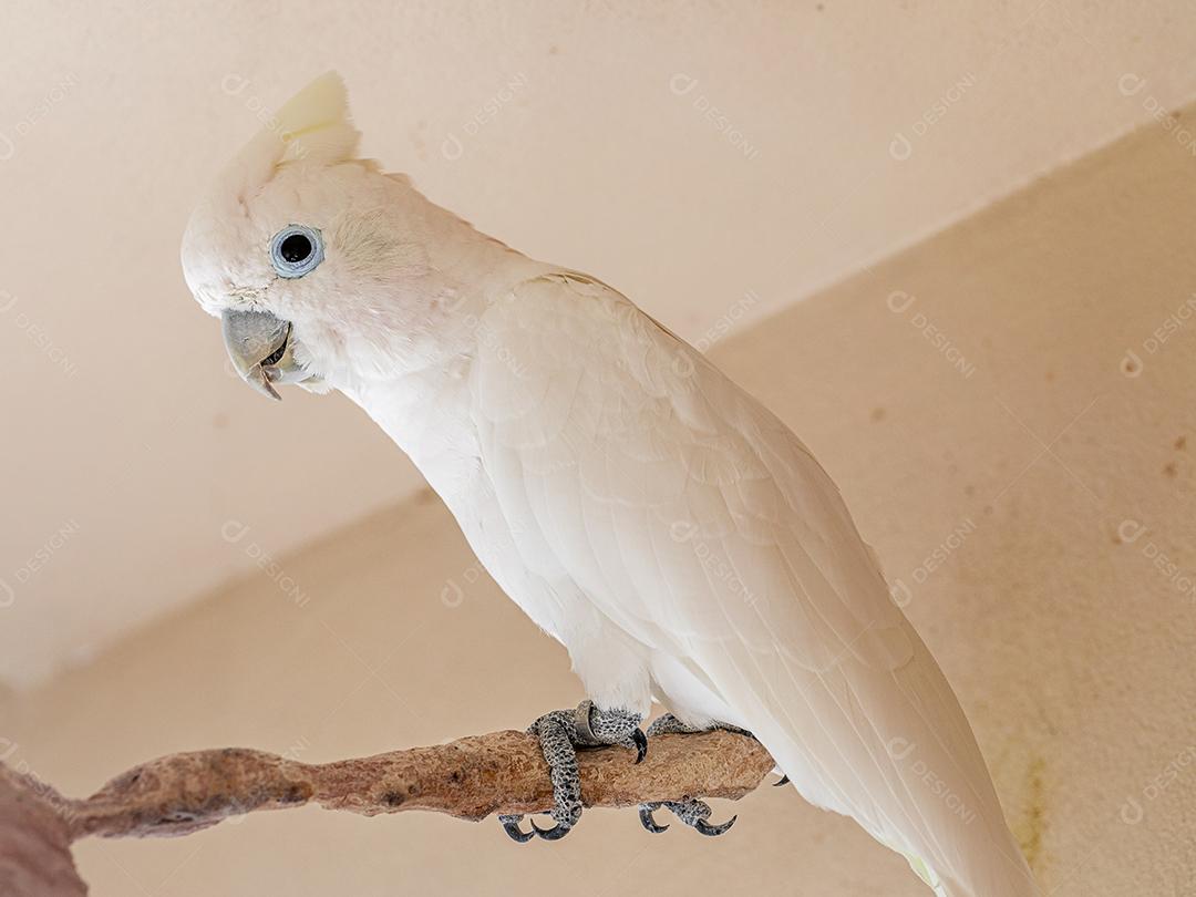 A cacatua branca (Cacatua alba), também conhecida como cacatua guarda-chuva Imagem JPG