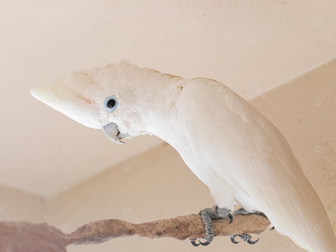 A cacatua branca (Cacatua alba), também conhecida como cacatua guarda-chuva Imagem JPG