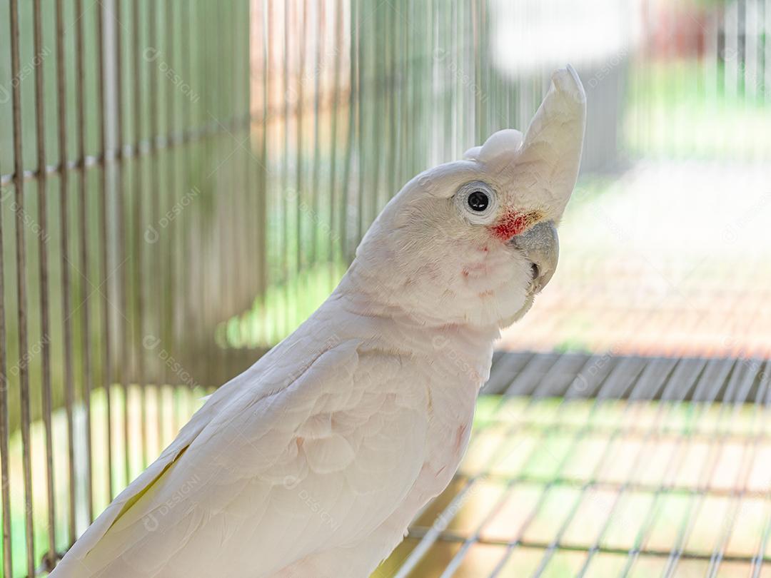 A cacatua branca (Cacatua alba), também conhecida como cacatua guarda-chuva Imagem JPG