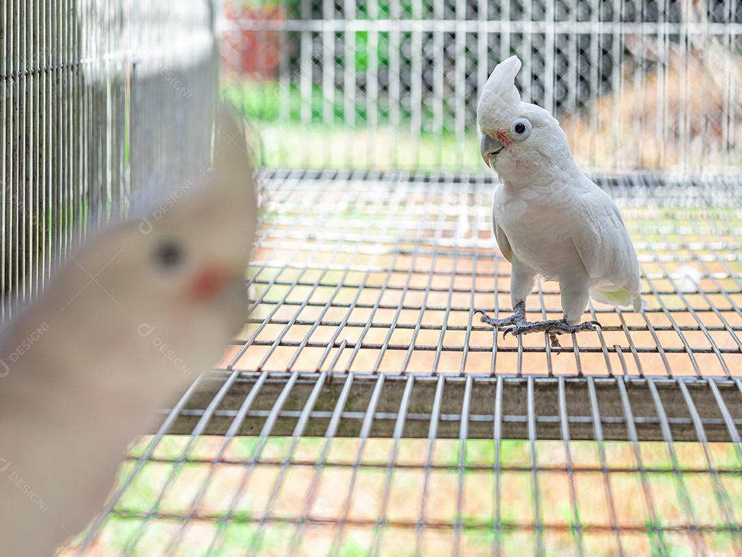 A cacatua branca (Cacatua alba), também conhecida como cacatua guarda-chuva Imagem JPG