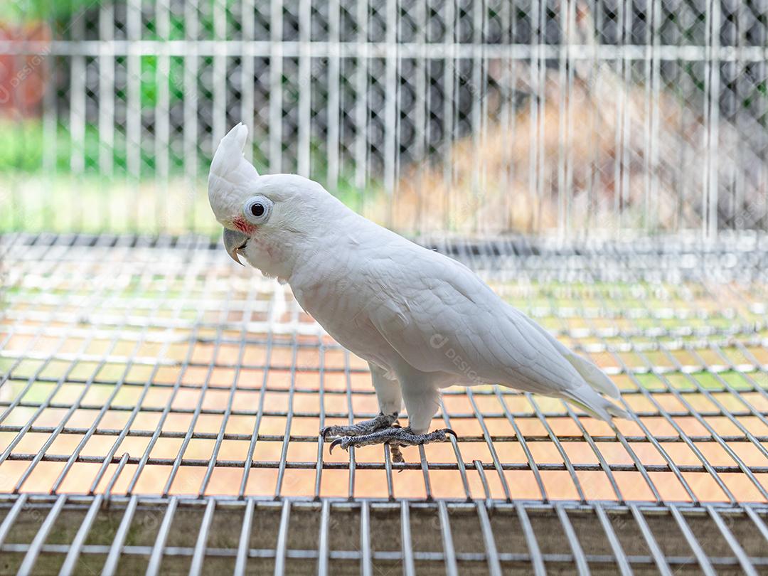 A cacatua branca (Cacatua alba), também conhecida como cacatua guarda-chuva Imagem JPG