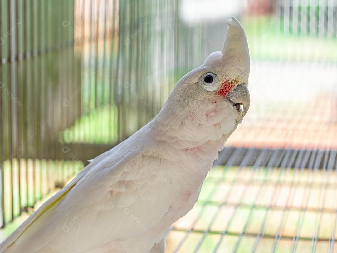 A cacatua branca (Cacatua alba), também conhecida como cacatua guarda-chuva Imagem JPG