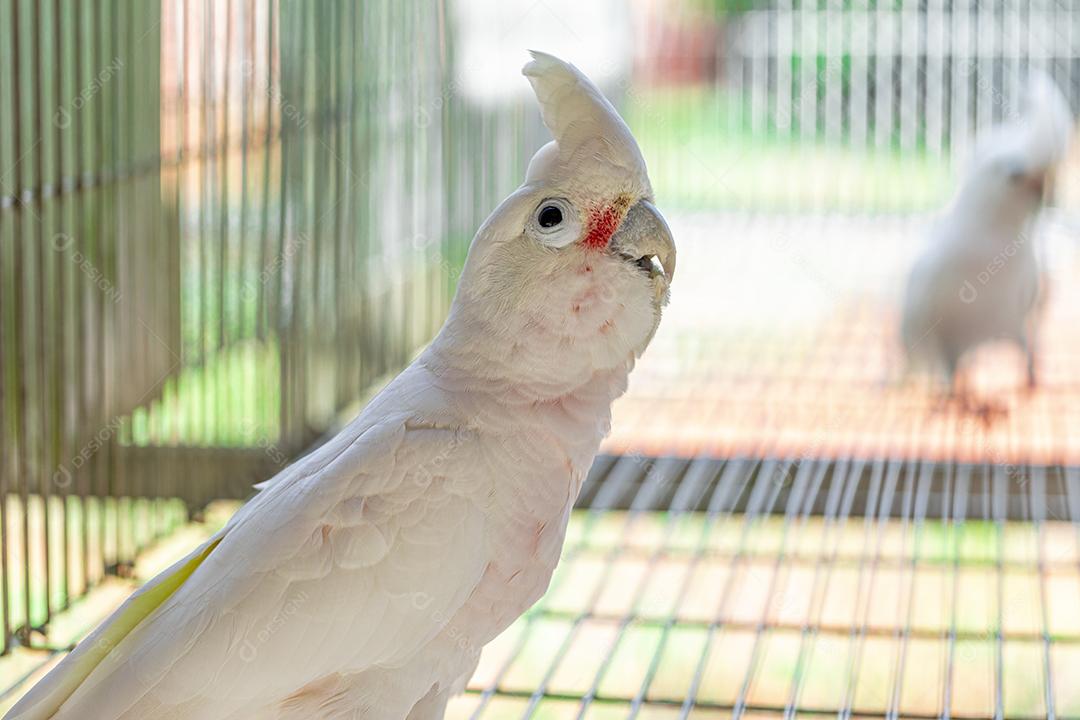 A cacatua branca (Cacatua alba), também conhecida como cacatua guarda-chuva Imagem JPG