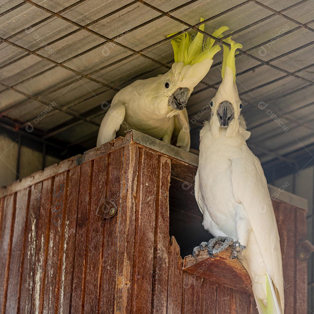 A cacatua branca (Cacatua alba), também conhecida como cacatua guarda-chuva Imagem JPG